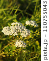 Yarrow plant Milfoil flowering in the grass. White wild flowers. Medical herb Achillea millefolium. Yarrow plant Milfoil flowering in the grass. White wild flowers. Medical herb Achillea millefolium. 110755043