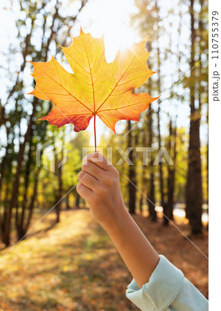 A girl in her raised hand holds an autumn maple leaf illuminated by backlit sunlight, autumn colors in the park 110755379