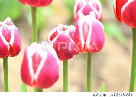 春の花壇に咲くピンクのチューリップの花 110756035