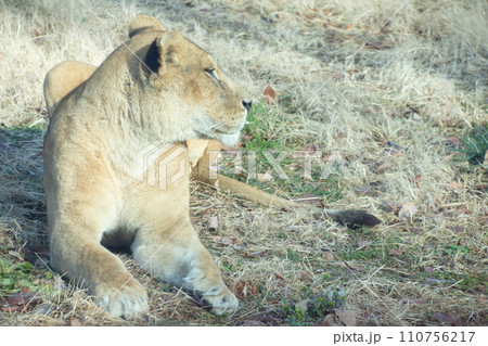 雌ライオン 雌ライオン 110756217
