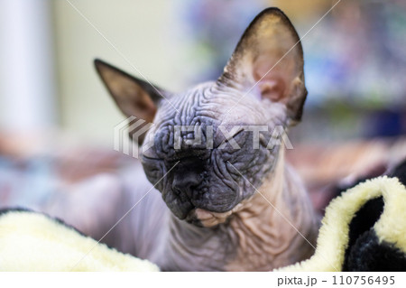 Black sphynx kitten closeup portrait at home 110756495