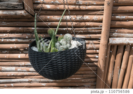 cactus in pot on hanging basket show on bamboo wall 110756586