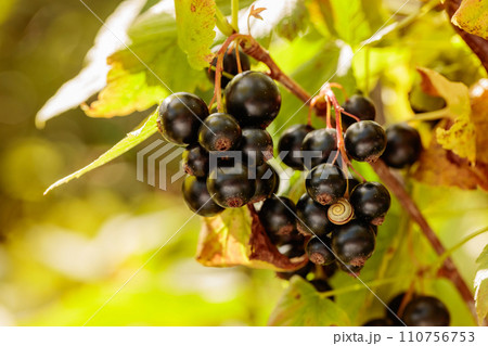 Close-up of ripe black currant on the branch. 110756753