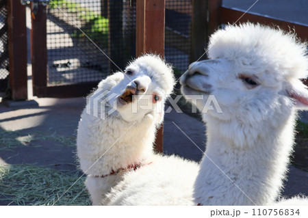 威嚇するアルパカ 110756834