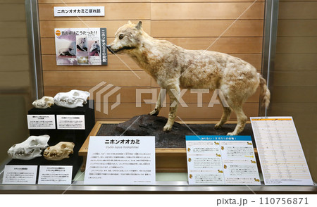 ニホンオオカミ　剥製　世界に4体のみ 110756871