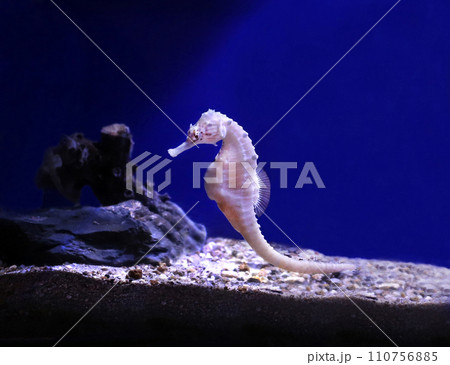 タツノオトシゴ　 110756885