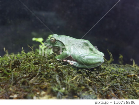 モリアオガエル 110756886