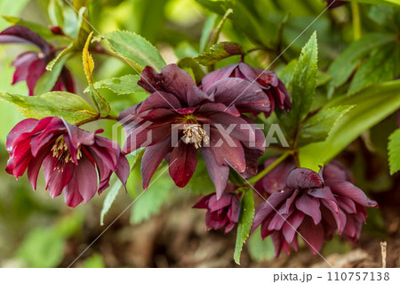 Helleborus orientalis Double Ellen Red Helleborus orientalis Double Ellen Red 110757138