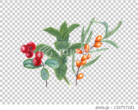 Composition with sea buckthorn berries, lingonberry, mint plant. Branches of berries and aromatic herb. Watercolor illustration for label, logo, cosmetic design Composition with sea buckthorn berries, lingonberry, mint plant. Branches of berries and aromatic herb. Watercolor illustration for label, logo, cosmetic design 110757281