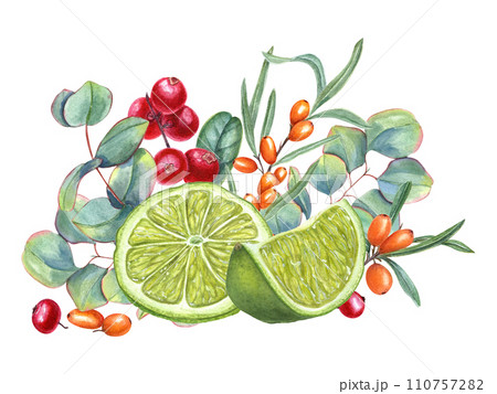 Lime, sea buckthorn, lingonberry and eucalyptus branch. Forest, garden berries, citrus slices and leaves. Cowberry, sandthorn, silver dollar plant. Watercolor illustration. For label, cosmetic design Lime, sea buckthorn, lingonberry and eucalyptus branch. Forest, garden berries, citrus slices and leaves. Cowberry, sandthorn, silver dollar plant. Watercolor illustration. For label, cosmetic design 110757282