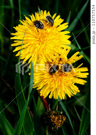 Beetles crawl over a dandelion flower. Flowers and insects. Tropinota hirta. Close-up of Tropinota hirta or Epicometis hirta beetle on a dandelion flower. Hairy Beetle. Beetles crawl over a dandelion flower. Flowers and insects. Tropinota hirta. Close-up of Tropinota hirta or Epicometis hirta beetle on a dandelion flower. Hairy Beetle. 110757554