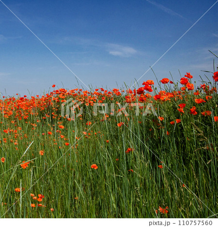 A sunny day illuminates a field dotted with red flowers, showcasing natures beauty. 110757560