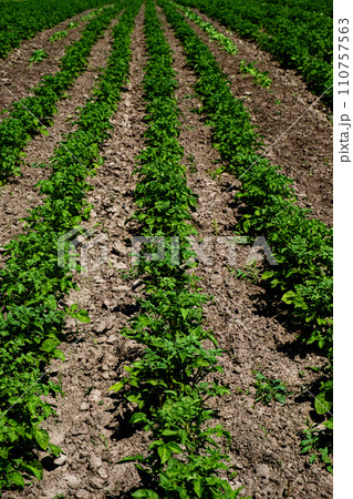 Green plants sprouting from brown soil. A farm field with rows of young plants. 110757563