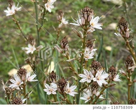 Spring flowering branched asphodel (lat. Asphodelus ramosus) Spring flowering branched asphodel (lat. Asphodelus ramosus) 110758309
