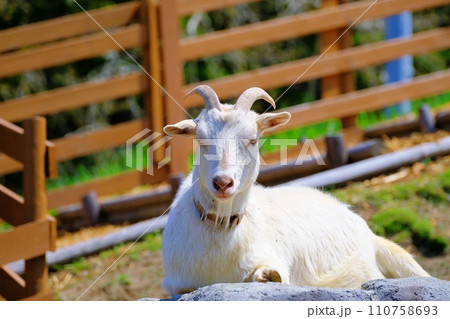旭山動物園 こども牧場のヤギ 110758693