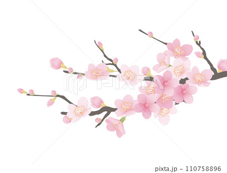 シンプルな満開の桜のイラスト 110758896