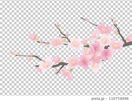 シンプルな満開の桜のイラスト 110758896