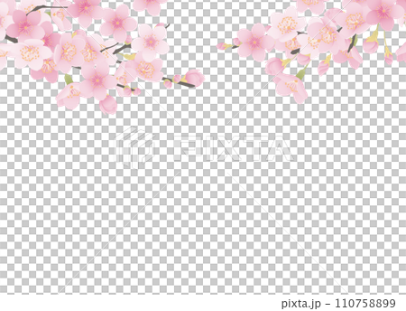 Simple illustration of cherry blossoms in full bloom 110758899