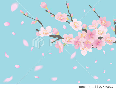 桜の花と花びらのイラスト 桜の花と花びらのイラスト 110759053