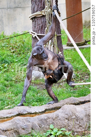 チンパンジーの親子 (旭山動物園 ちんぱんじー館) チンパンジーの親子 (旭山動物園 ちんぱんじー館) 110759057