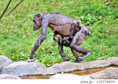 チンパンジーの親子　（旭山動物園 ちんぱんじー館） 110759059