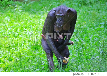 チンパンジーの親子 (旭山動物園 ちんぱんじー館) チンパンジーの親子 (旭山動物園 ちんぱんじー館) 110759060