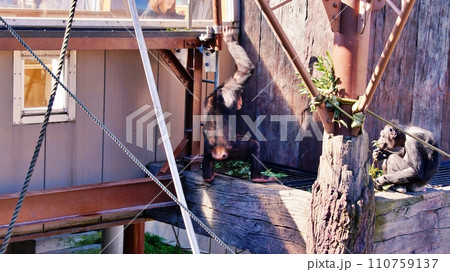 旭山動物園 ちんぱんじー館 110759137