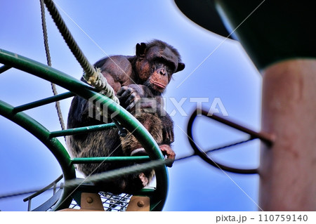 旭山動物園 ちんぱんじー館 110759140