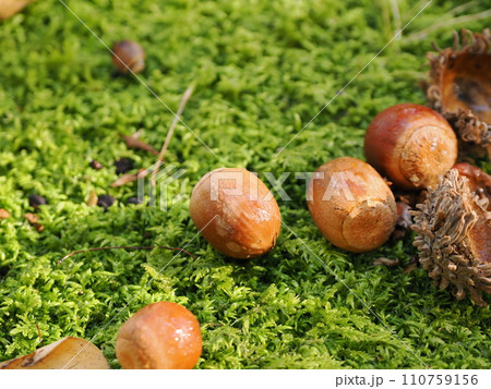 苔の上に落ちたどんぐり 110759156