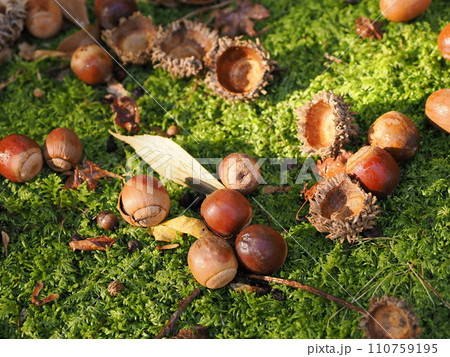 苔の上に落ちたどんぐり 苔の上に落ちたどんぐり 110759195