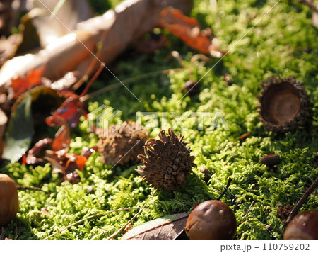 苔の上に落ちたどんぐり 110759202