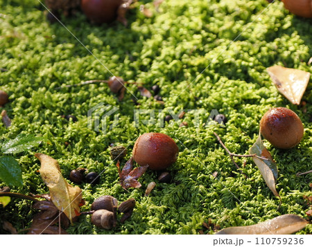 苔の上に落ちたどんぐり 110759236
