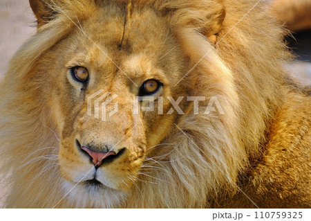 ライオン 110759325