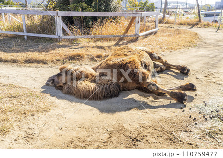 お休み中のフタコブラクダ　神戸どうぶつ王国　兵庫県神戸市 110759477