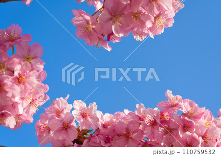 【京都府】3月・満開の河津桜を見に京都を観光 【京都府】3月・満開の河津桜を見に京都を観光 110759532
