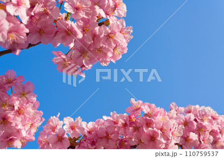 【京都府】3月・満開の河津桜を見に京都を観光 【京都府】3月・満開の河津桜を見に京都を観光 110759537