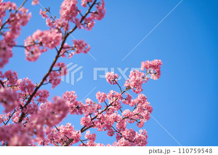 【京都府】3月・満開の河津桜を見に京都を観光 【京都府】3月・満開の河津桜を見に京都を観光 110759548