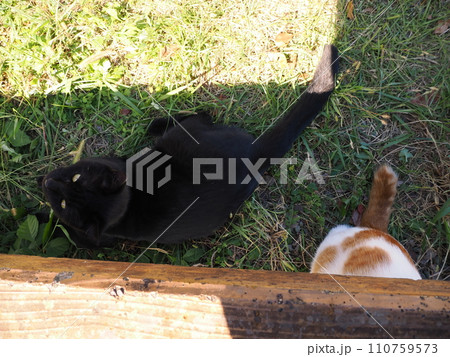 日陰で遊ぶ猫 日陰で遊ぶ猫 110759573