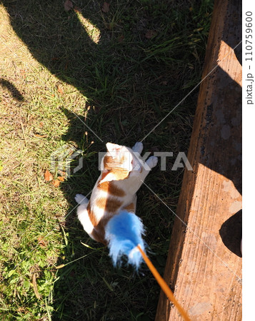 日陰で遊ぶ猫 110759600