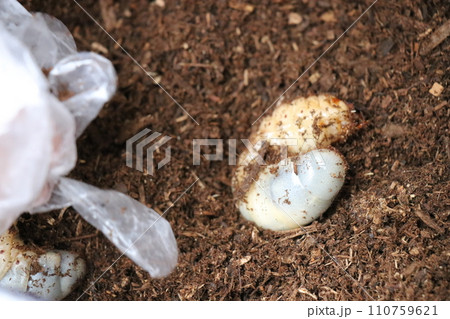 カブトムシの幼虫 カブトムシの幼虫 110759621
