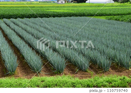 長ネギ畑 山形県庄内 長ネギ畑 山形県庄内 110759740