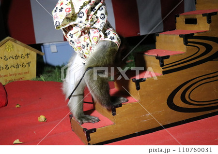 山﨑八幡宮秋季例大祭、山崎八幡宮、秋、祭り、2023年、山車、本山神事 山﨑八幡宮秋季例大祭、山崎八幡宮、秋、祭り、2023年、山車、本山神事 110760031