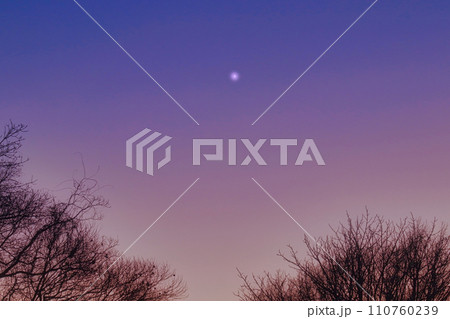 梢に一番星 梢に一番星 110760239