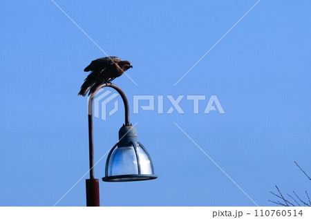 鳥 110760514