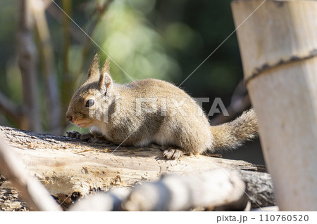 元気なニホンリス　神戸どうぶつ王国　兵庫県神戸市 110760520