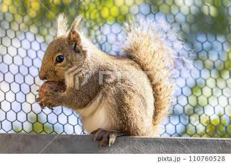 元気なニホンリス　神戸どうぶつ王国　兵庫県神戸市 110760528