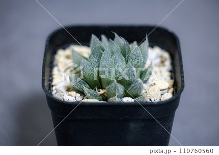 鉢植えの多肉植物　ハオルチア　ベヌスタ 110760560