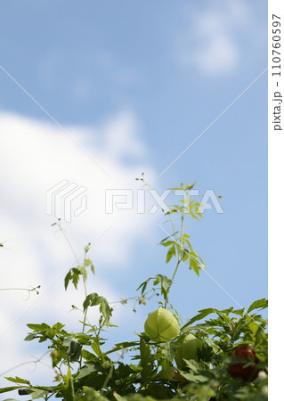 フウセンカズラの実と青空 フウセンカズラの実と青空 110760597