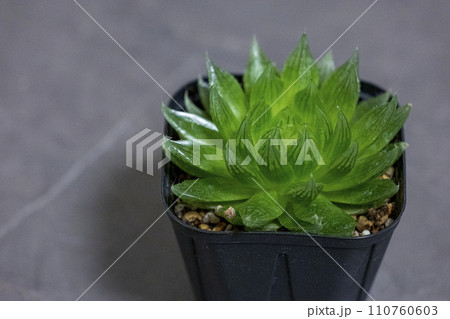 鉢植えの多肉植物　ハオルチア　桜水晶　エメラルドLED 110760603