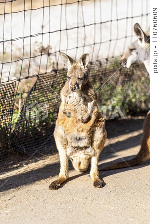 日向ぼっこ中のアカカンガルー 神戸どうぶつ王国 兵庫県神戸市 日向ぼっこ中のアカカンガルー 神戸どうぶつ王国 兵庫県神戸市 110760609